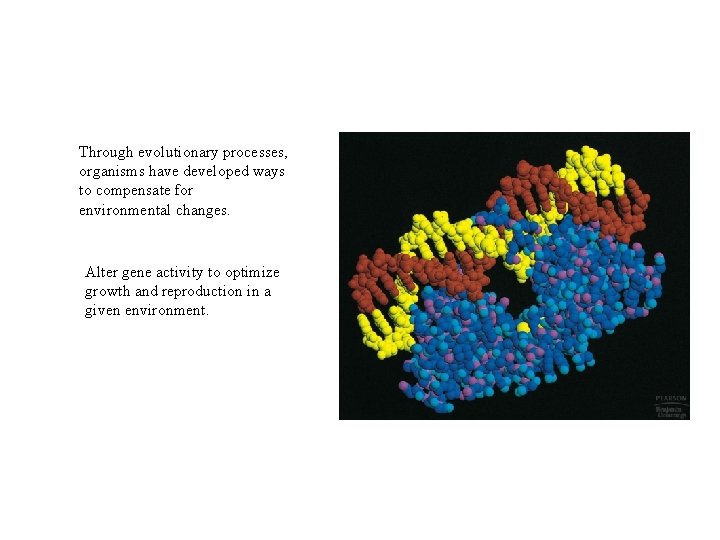 Through evolutionary processes, organisms have developed ways to compensate for environmental changes. Alter gene