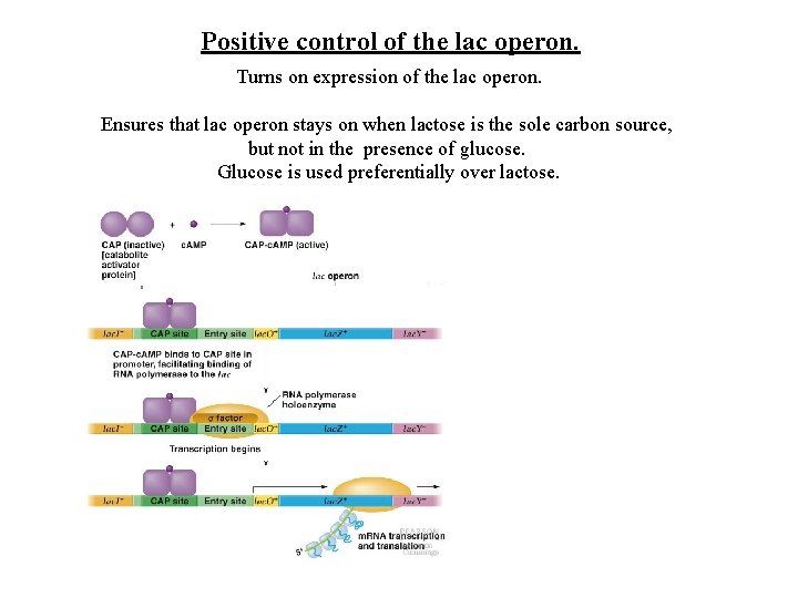 Positive control of the lac operon. Turns on expression of the lac operon. Ensures