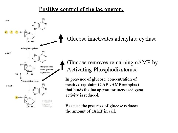 Positive control of the lac operon. Glucose inactivates adenylate cyclase Glucose removes remaining c.