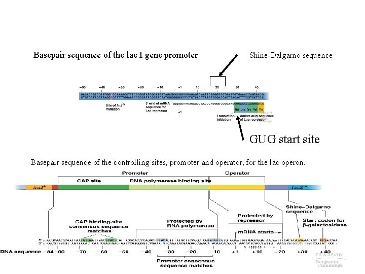Basepair sequence of the lac I gene promoter Shine-Dalgarno sequence GUG start site Basepair