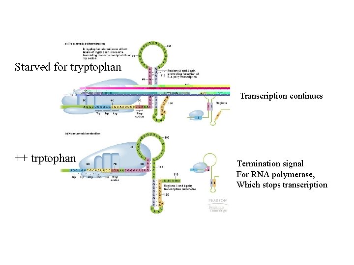 Starved for tryptophan Transcription continues ++ trptophan Termination signal For RNA polymerase, Which stops