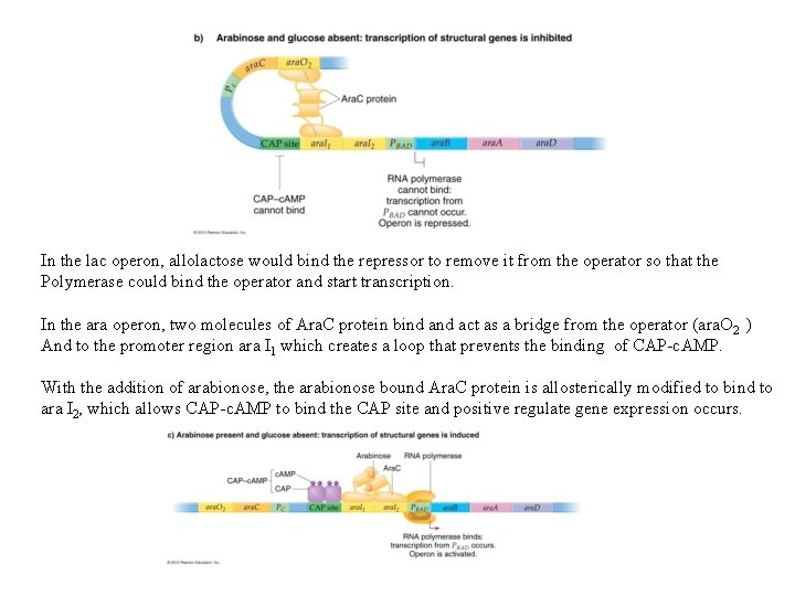 In the lac operon, allolactose would bind the repressor to remove it from the