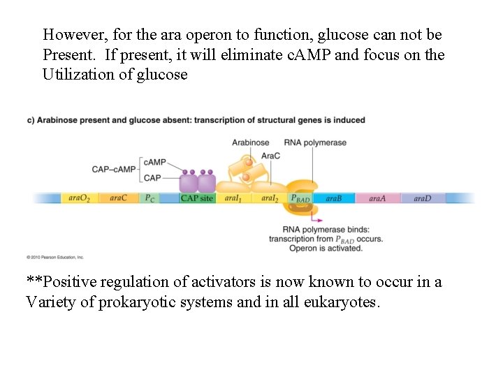 However, for the ara operon to function, glucose can not be Present. If present,