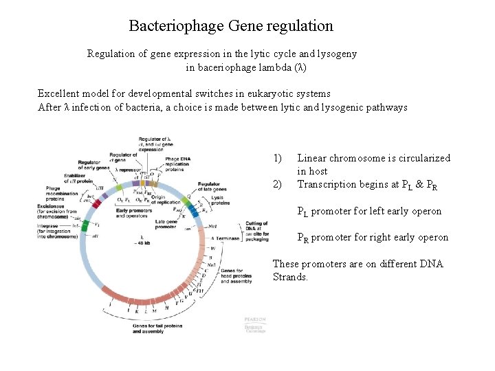 Bacteriophage Gene regulation Regulation of gene expression in the lytic cycle and lysogeny in