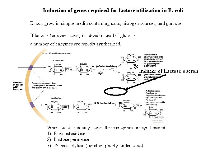 Induction of genes required for lactose utilization in E. coli grow in simple media