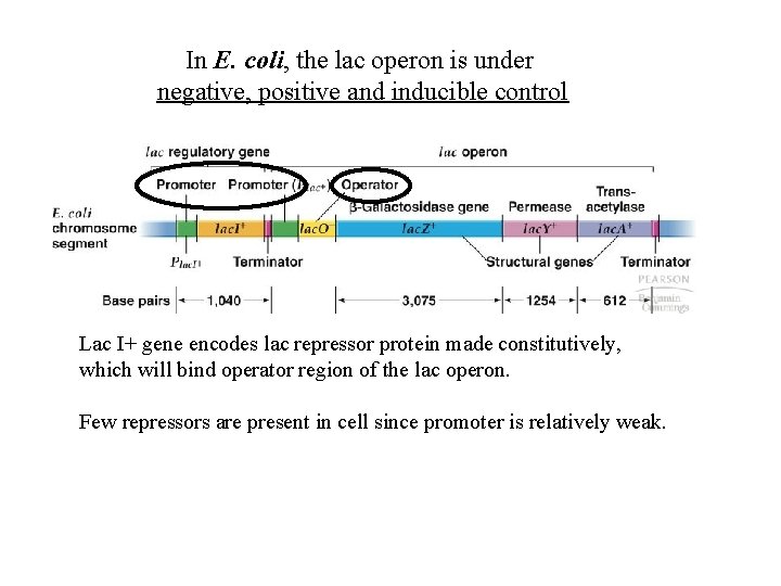 In E. coli, the lac operon is under negative, positive and inducible control Lac