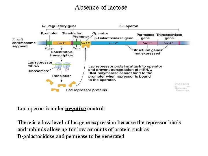 Absence of lactose Lac operon is under negative control: There is a low level