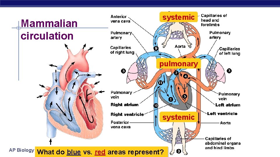 Mammalian circulation systemic pulmonary systemic AP Biology What do blue vs. red areas represent?