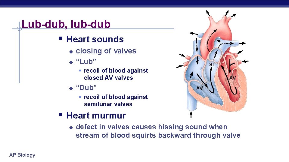 Lub-dub, lub-dub § Heart sounds u u closing of valves “Lub” SL § recoil