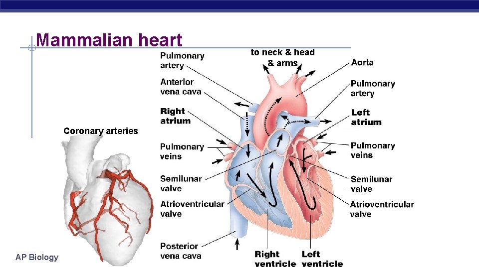 Mammalian heart Coronary arteries AP Biology to neck & head & arms 