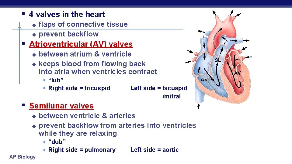 § 4 valves in the heart u u flaps of connective tissue prevent backflow