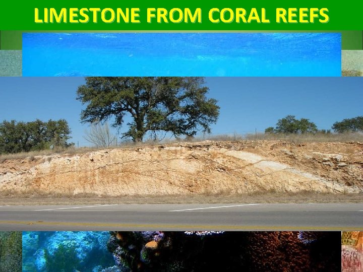 LIMESTONE FROM CORAL REEFS 