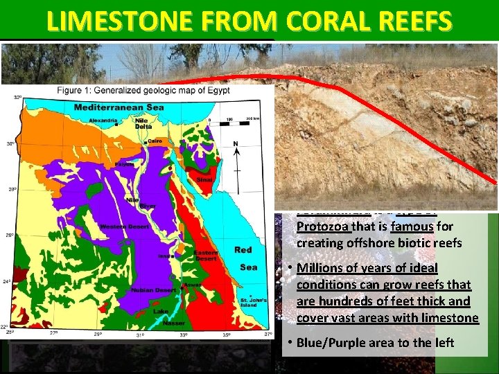 LIMESTONE FROM CORAL REEFS When the organisms die, their shells form a reef… •