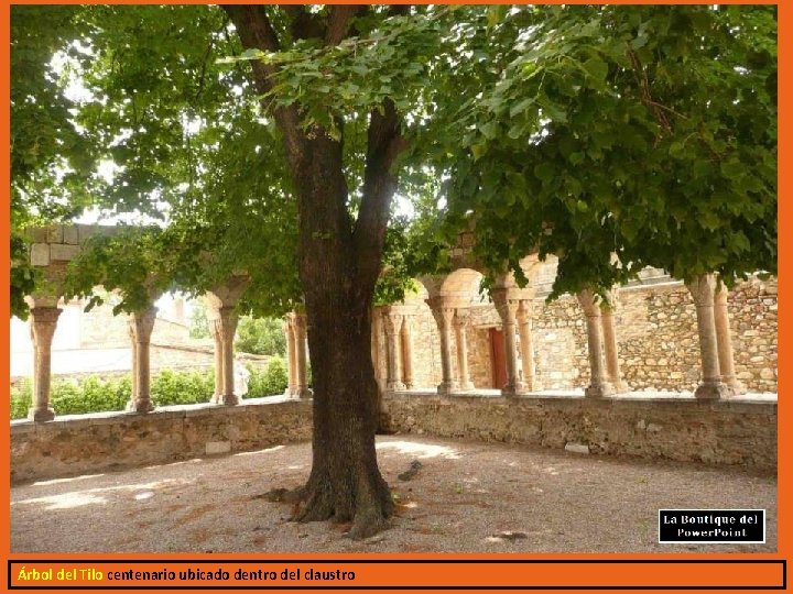 Árbol del Tilo centenario ubicado dentro del claustro 