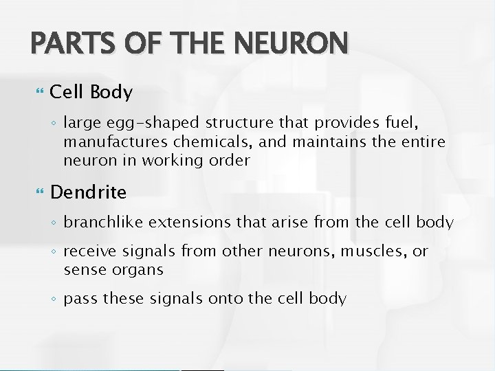 PARTS OF THE NEURON Cell Body ◦ large egg-shaped structure that provides fuel, manufactures