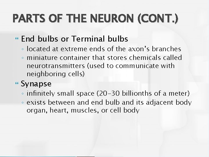 PARTS OF THE NEURON (CONT. ) End bulbs or Terminal bulbs ◦ located at