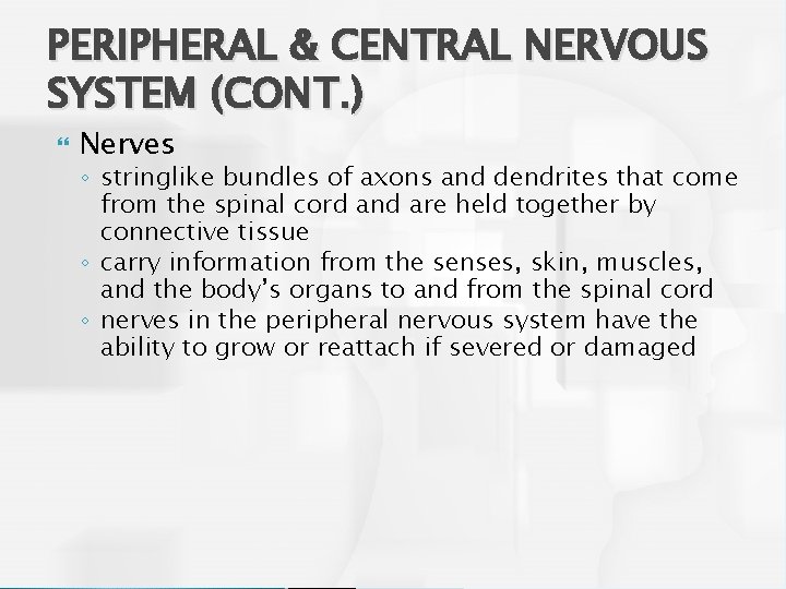 PERIPHERAL & CENTRAL NERVOUS SYSTEM (CONT. ) Nerves ◦ stringlike bundles of axons and