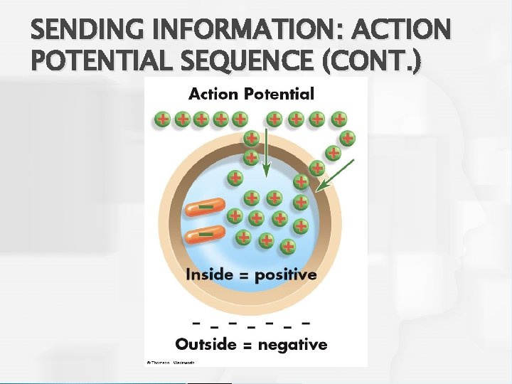 SENDING INFORMATION: ACTION POTENTIAL SEQUENCE (CONT. ) 