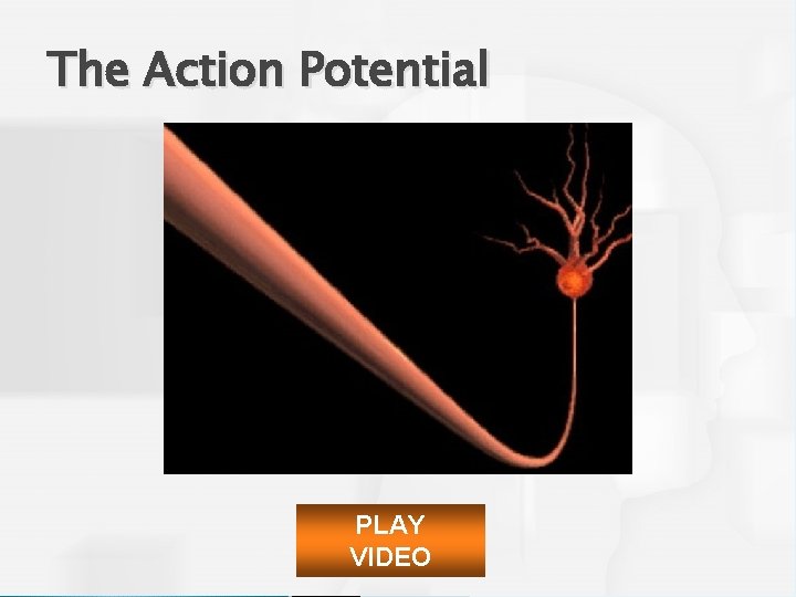 The Action Potential PLAY VIDEO 