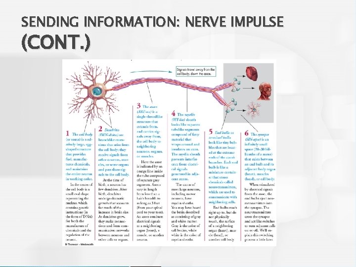 SENDING INFORMATION: NERVE IMPULSE (CONT. ) 