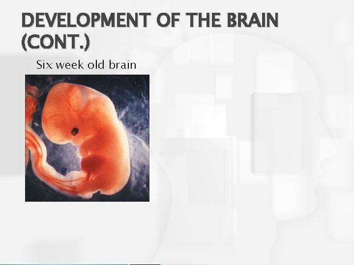 DEVELOPMENT OF THE BRAIN (CONT. ) Six week old brain 