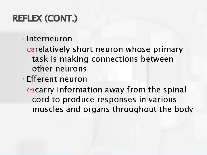 REFLEX (CONT. ) ◦ Interneuron relatively short neuron whose primary task is making connections