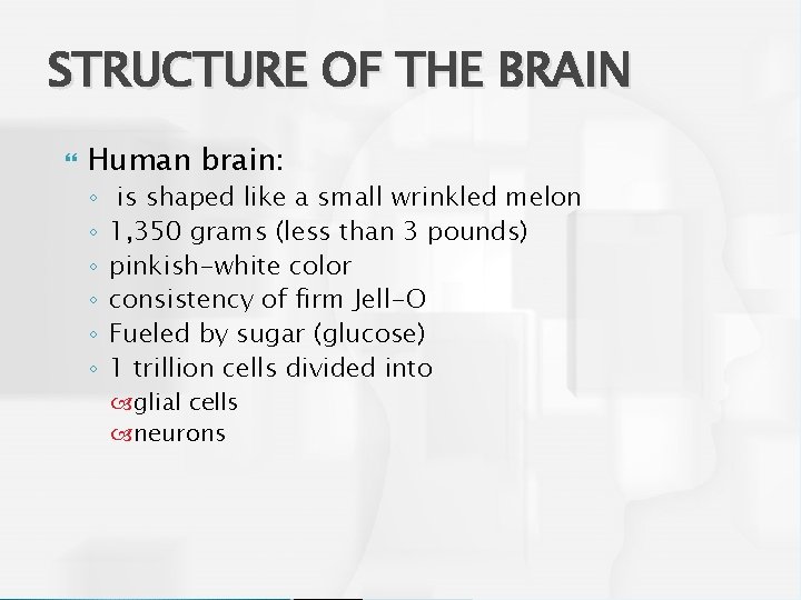 STRUCTURE OF THE BRAIN Human brain: ◦ ◦ ◦ is shaped like a small