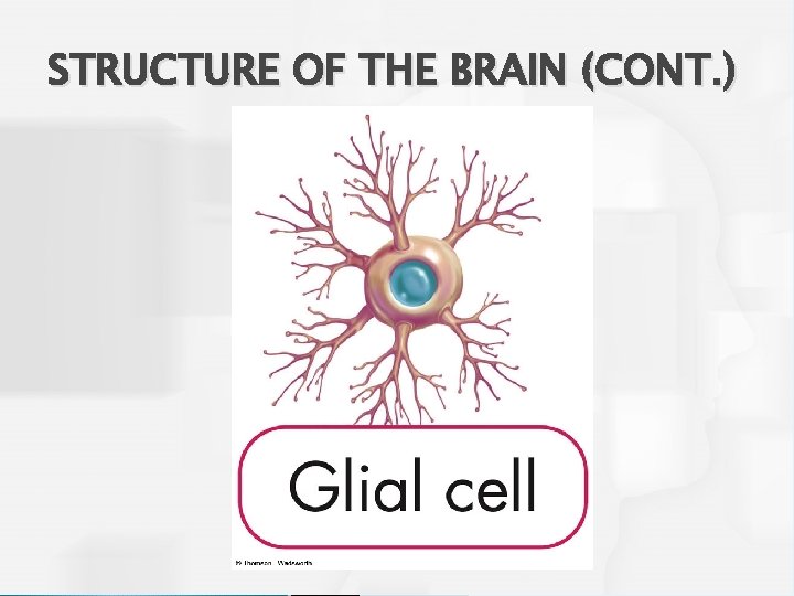 STRUCTURE OF THE BRAIN (CONT. ) 