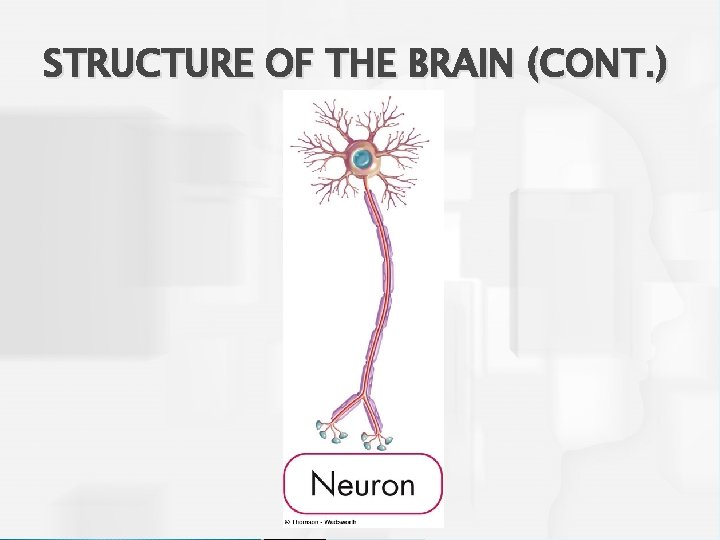 STRUCTURE OF THE BRAIN (CONT. ) 