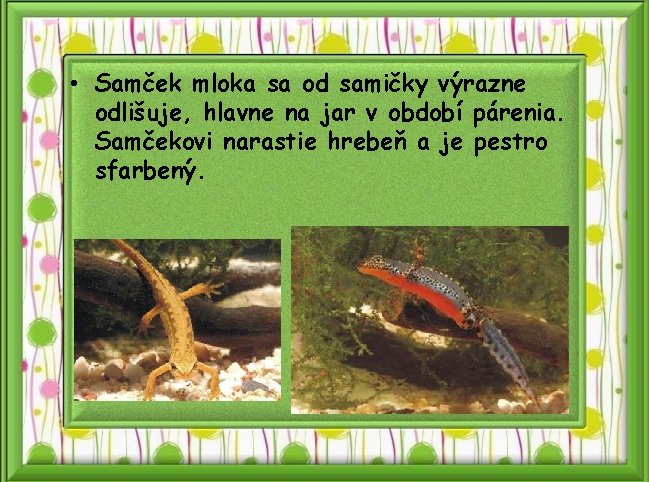  • Samček mloka sa od samičky výrazne odlišuje, hlavne na jar v období