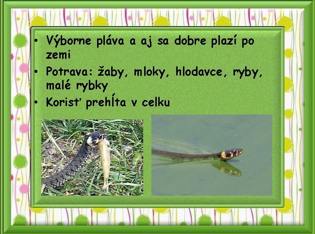  • Výborne pláva a aj sa dobre plazí po zemi • Potrava: žaby,