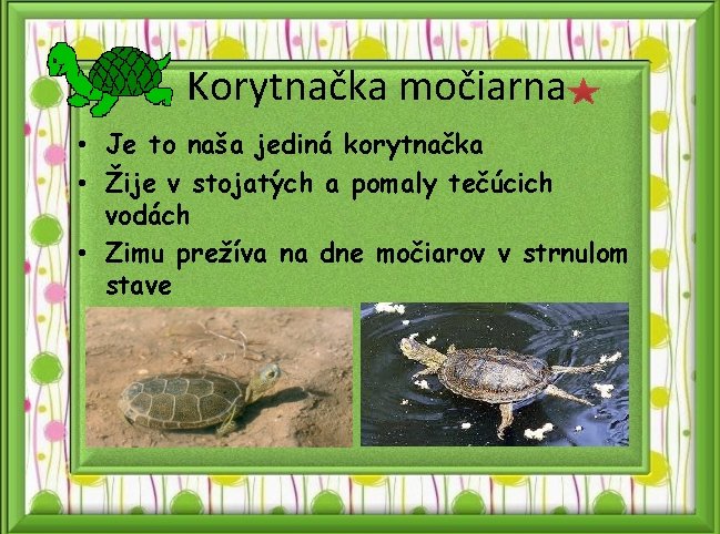 Korytnačka močiarna • Je to naša jediná korytnačka • Žije v stojatých a pomaly