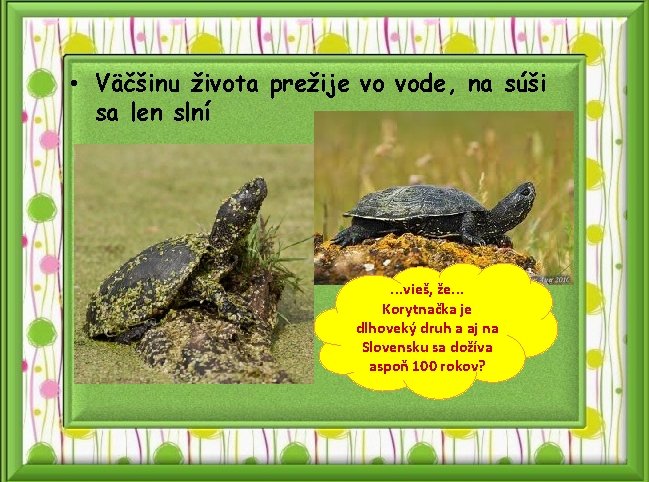  • Väčšinu života prežije vo vode, na súši sa len slní . .