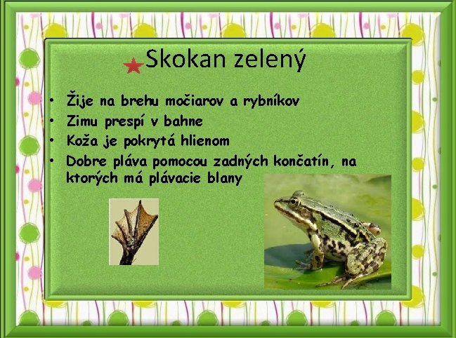 Skokan zelený • • Žije na brehu močiarov a rybníkov Zimu prespí v bahne