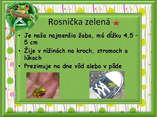 Rosnička zelená • Je naša najmenšia žaba, má dĺžku 4, 5 – 5 cm