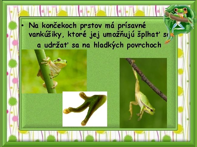  • Na končekoch prstov má prísavné vankúšiky, ktoré jej umožňujú šplhať sa a