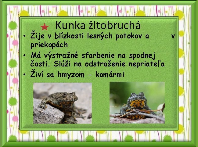 Kunka žltobruchá • Žije v blízkosti lesných potokov a v priekopách • Má výstražné