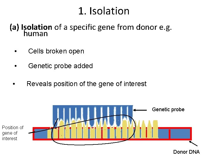 1. Isolation (a) Isolation of a specific gene from donor e. g. human •