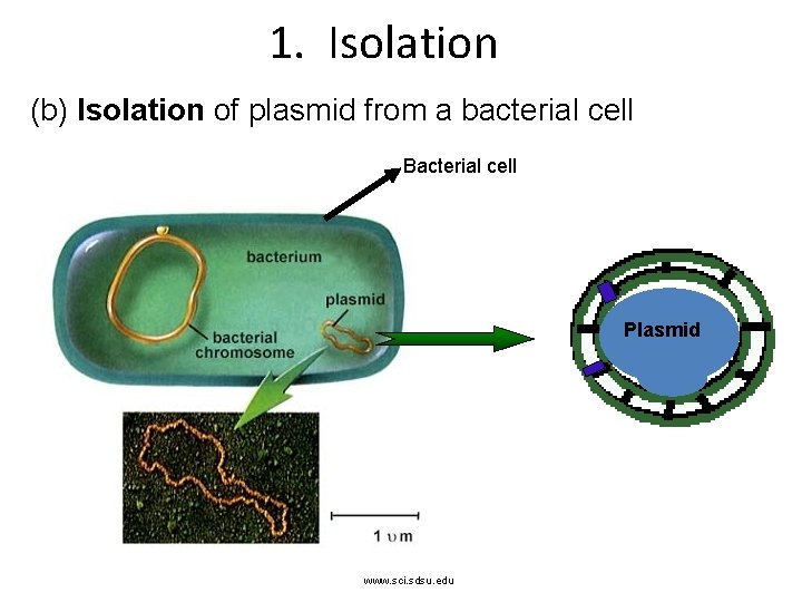 1. Isolation (b) Isolation of plasmid from a bacterial cell Bacterial cell Plasmid www.