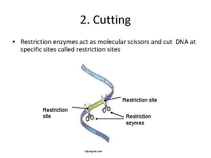 2. Cutting • Restriction enzymes act as molecular scissors and cut DNA at specific
