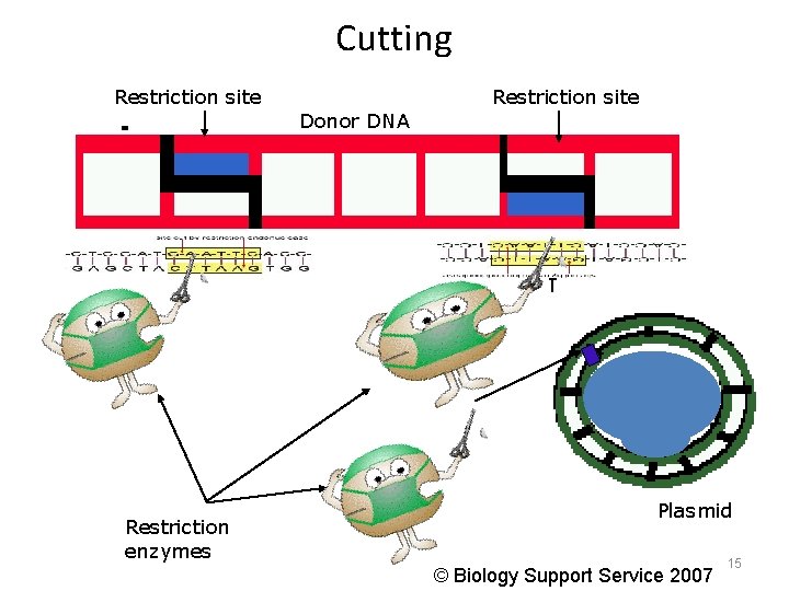 Cutting Restriction site Donor DNA Restriction enzymes Plasmid © Biology Support Service 2007 15