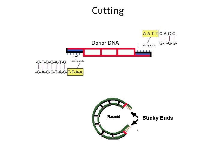 Cutting Donor DNA Plasmid Sticky Ends 