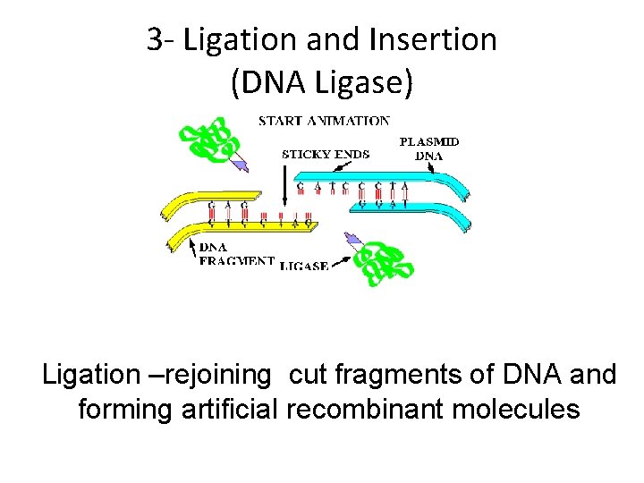 3 - Ligation and Insertion (DNA Ligase) Ligation –rejoining cut fragments of DNA and
