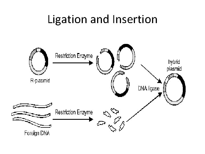 Ligation and Insertion 