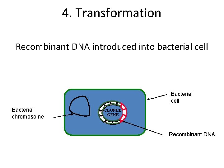 4. Transformation Recombinant DNA introduced into bacterial cell Bacterial chromosome Recombinant DNA 