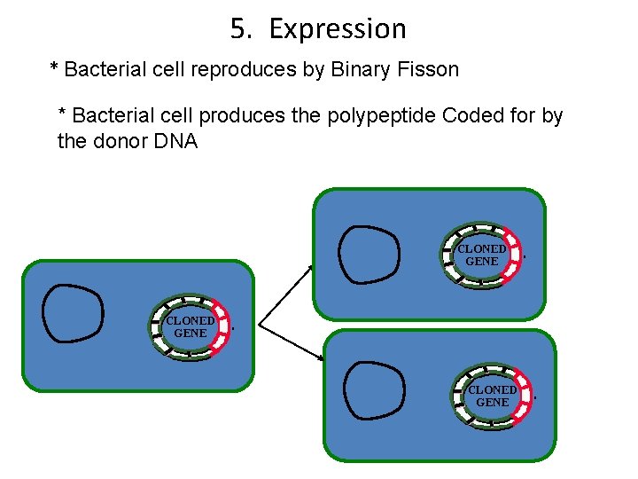 5. Expression * Bacterial cell reproduces by Binary Fisson * Bacterial cell produces the
