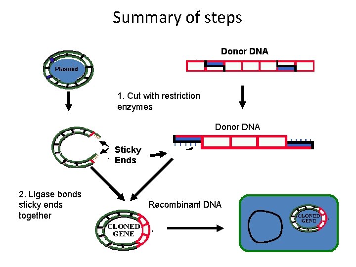 Summary of steps Donor DNA Plasmid 1. Cut with restriction enzymes Donor DNA Sticky