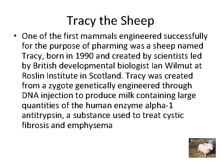 Tracy the Sheep • One of the first mammals engineered successfully for the purpose