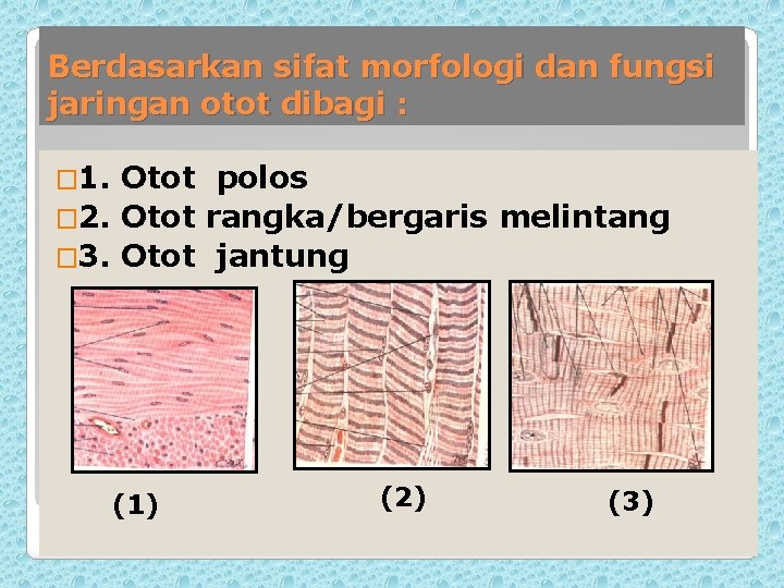 Berdasarkan sifat morfologi dan fungsi jaringan otot dibagi : � 1. Otot polos �
