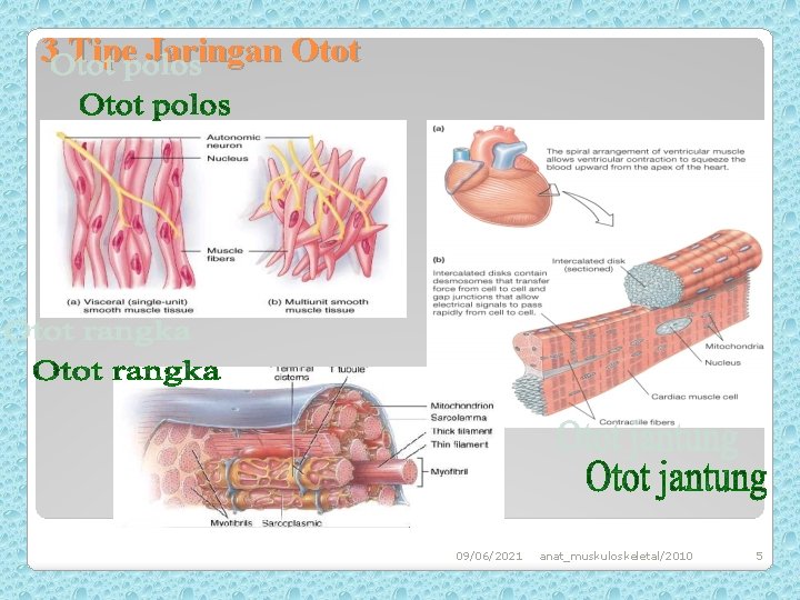 3 Tipe Jaringan Otot 09/06/2021 anat_muskuloskeletal/2010 5 